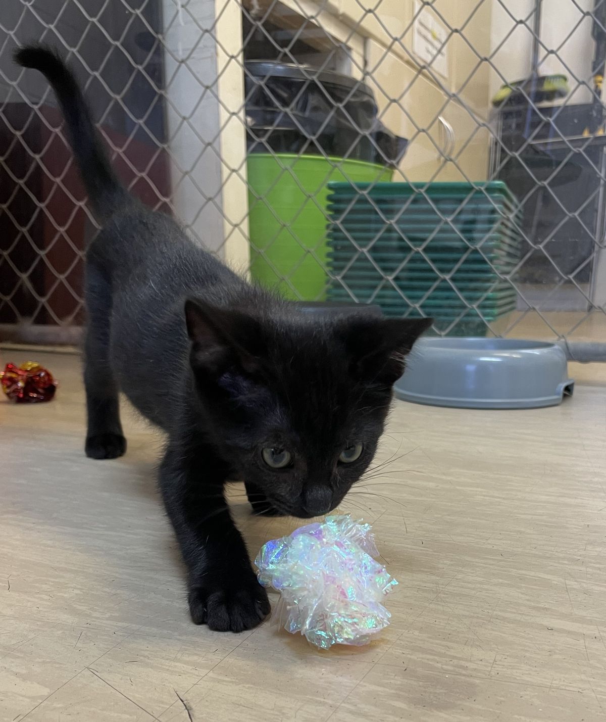 Gallery image: Paisley