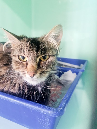 Madaline - Domestic Medium Hair