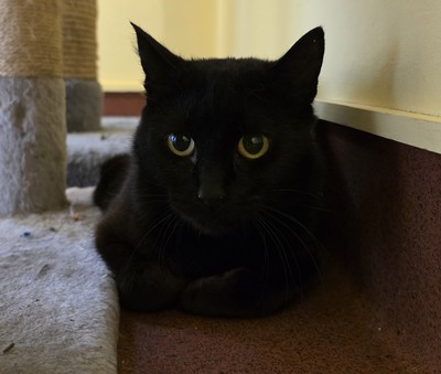 Eira - Domestic Medium Hair