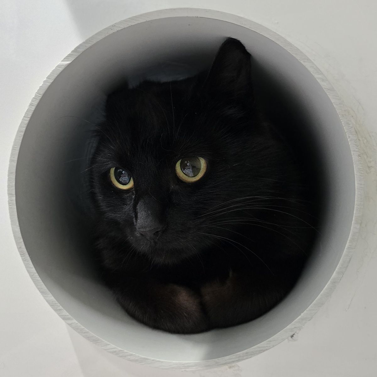 Gallery image: Nebula