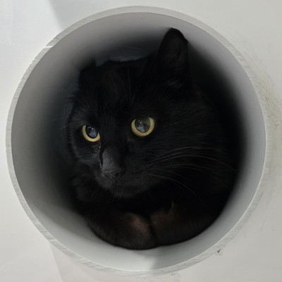 Nebula - Domestic Short Hair