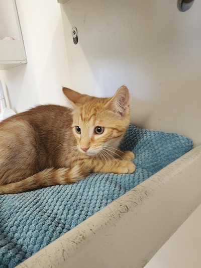 Seeker - Domestic Short Hair