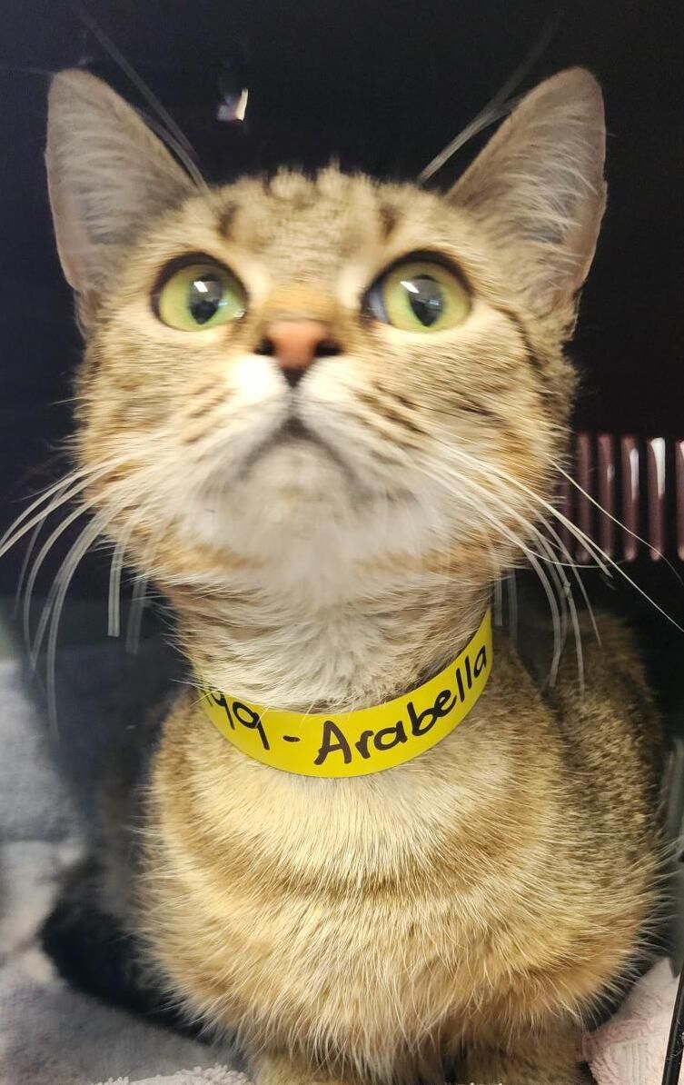 Gallery image: Arabella