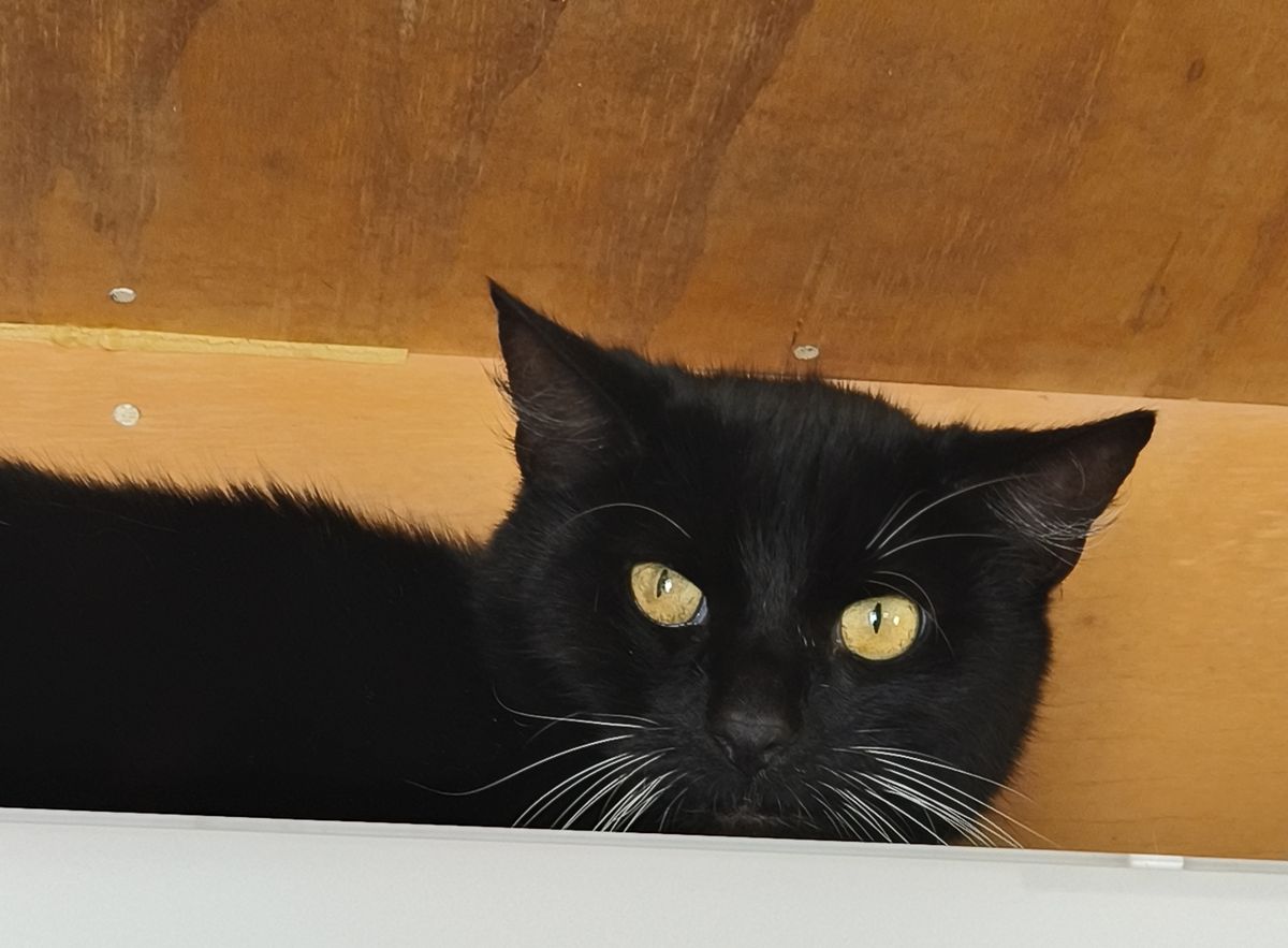 Gallery image: Missy