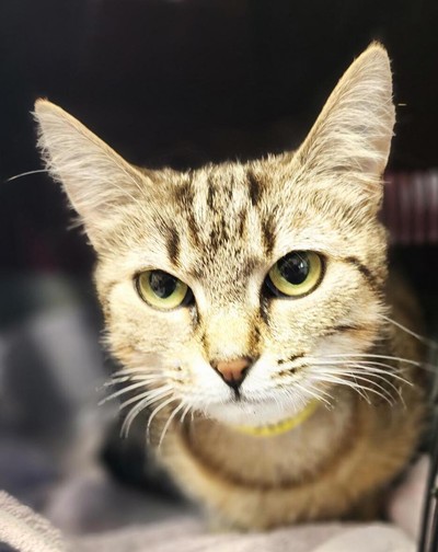 Arabella - Domestic Short Hair