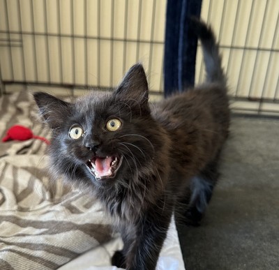 Ruby - Domestic Medium Hair