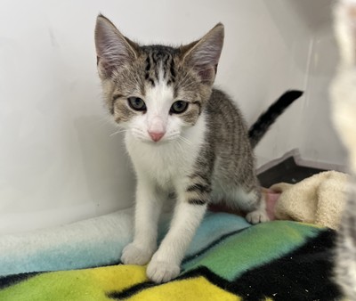 Richard - Domestic Short Hair