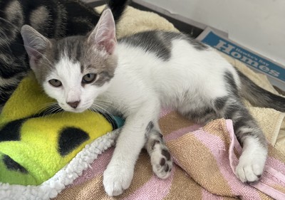 Owen - Domestic Short Hair