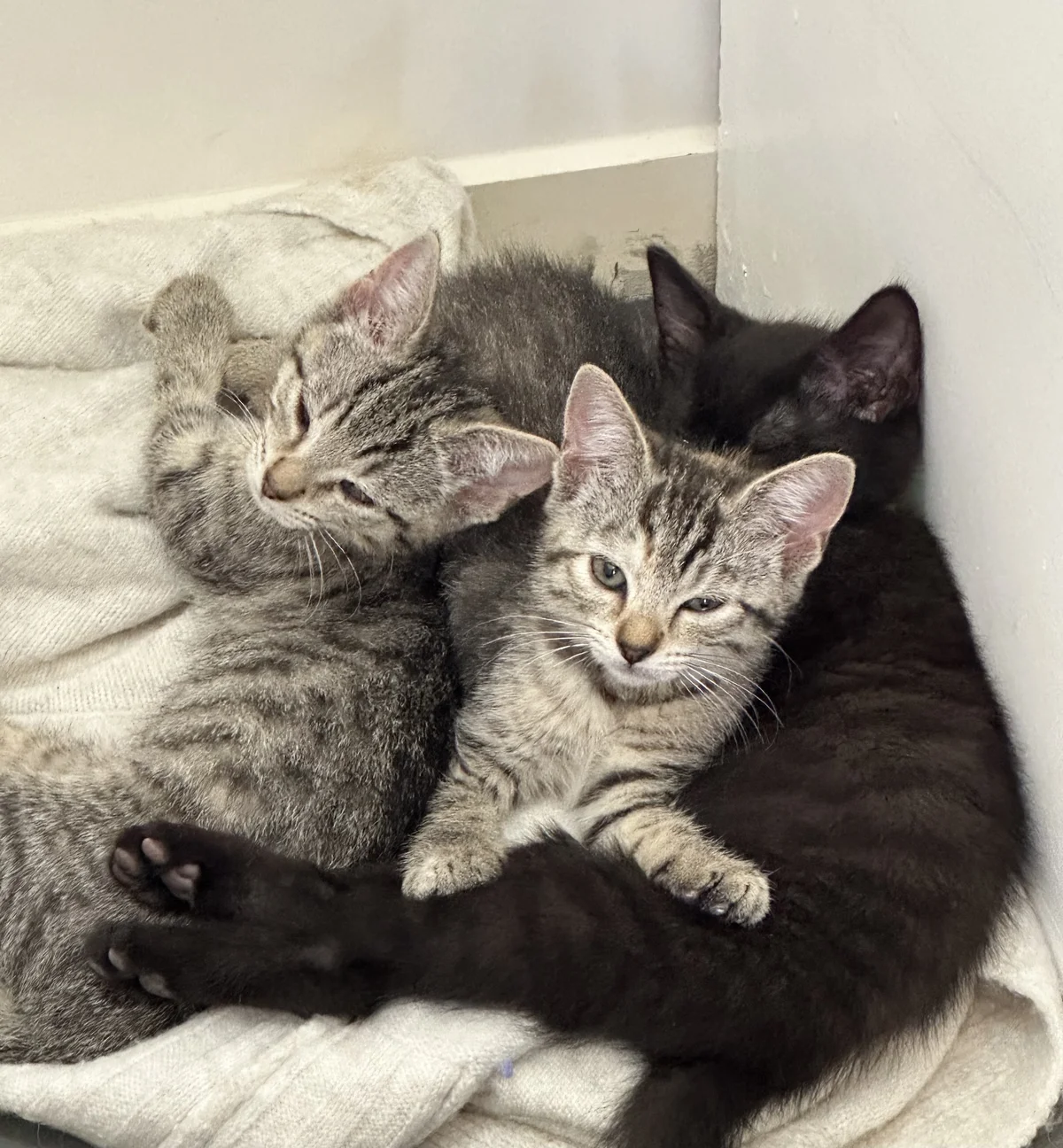 Gallery image: Hagrid