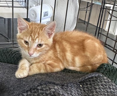 Krumpet - Domestic Short Hair