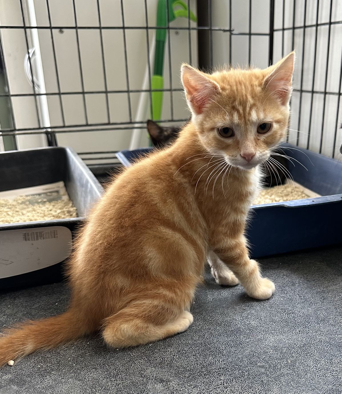 Gallery image: Krumpet