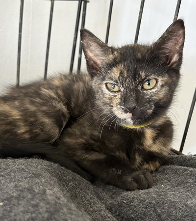 Kiki - Domestic Short Hair