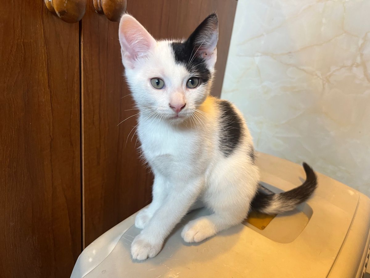 Gallery image: Spike