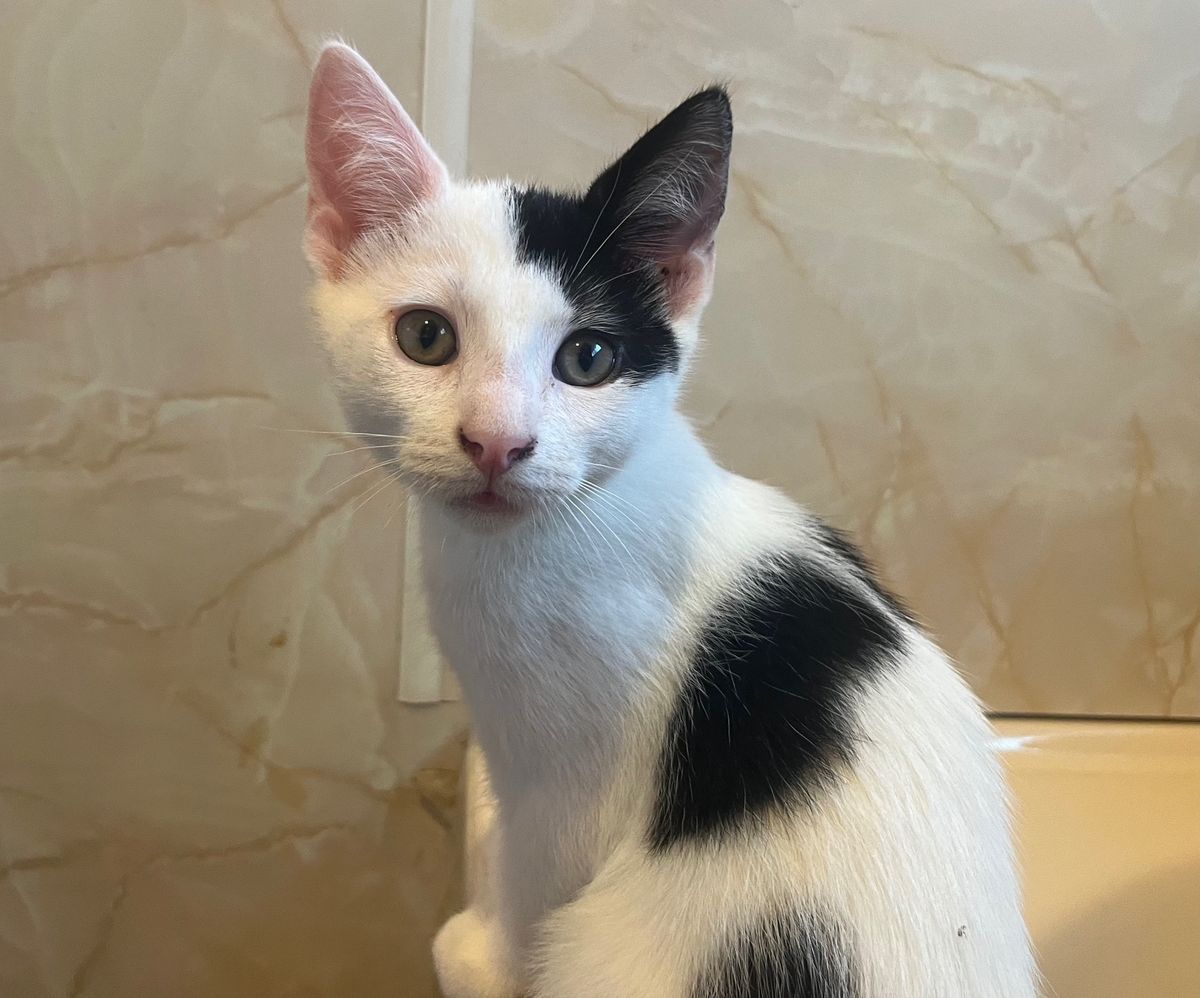 Gallery image: Spike