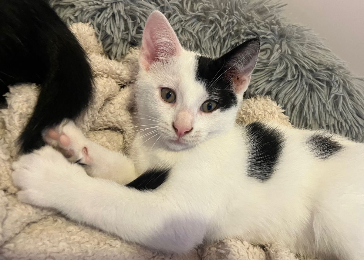 Gallery image: Spike