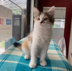 Estelle - Domestic Longhair