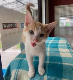 Gallery image: Striker