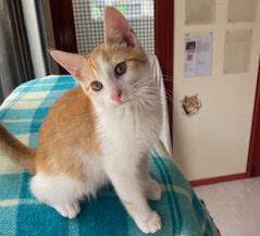 Gallery image: Striker