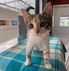 Sage - Domestic Short Hair