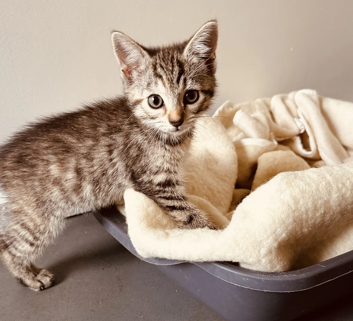 Gallery image: Hermoine Granger 