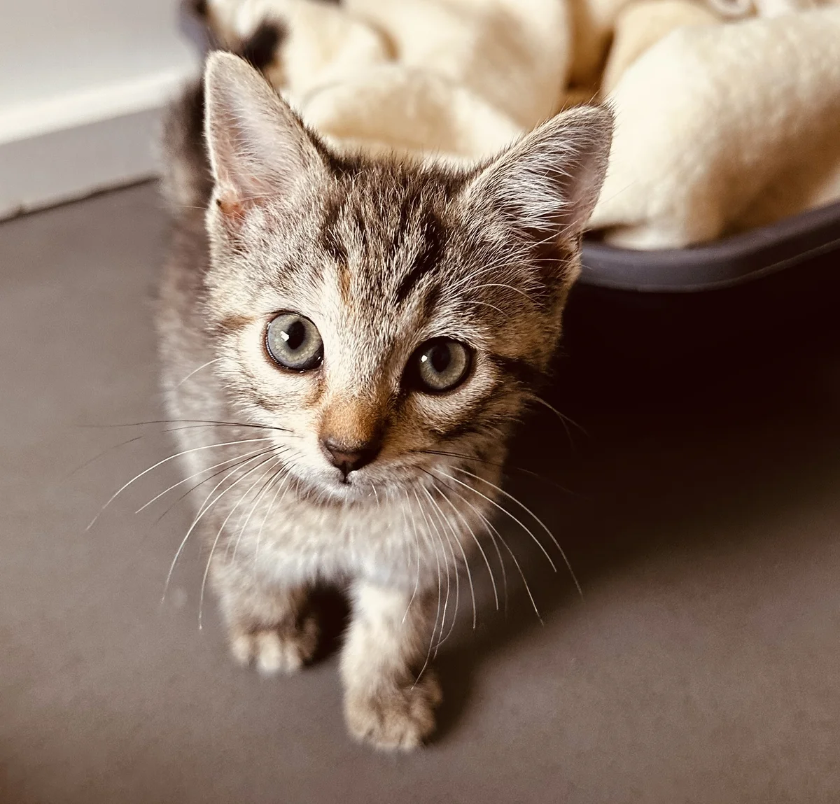 Gallery image: Hermoine Granger 