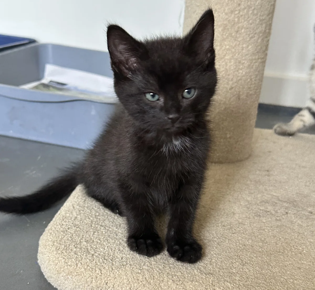 Gallery image: Hagrid