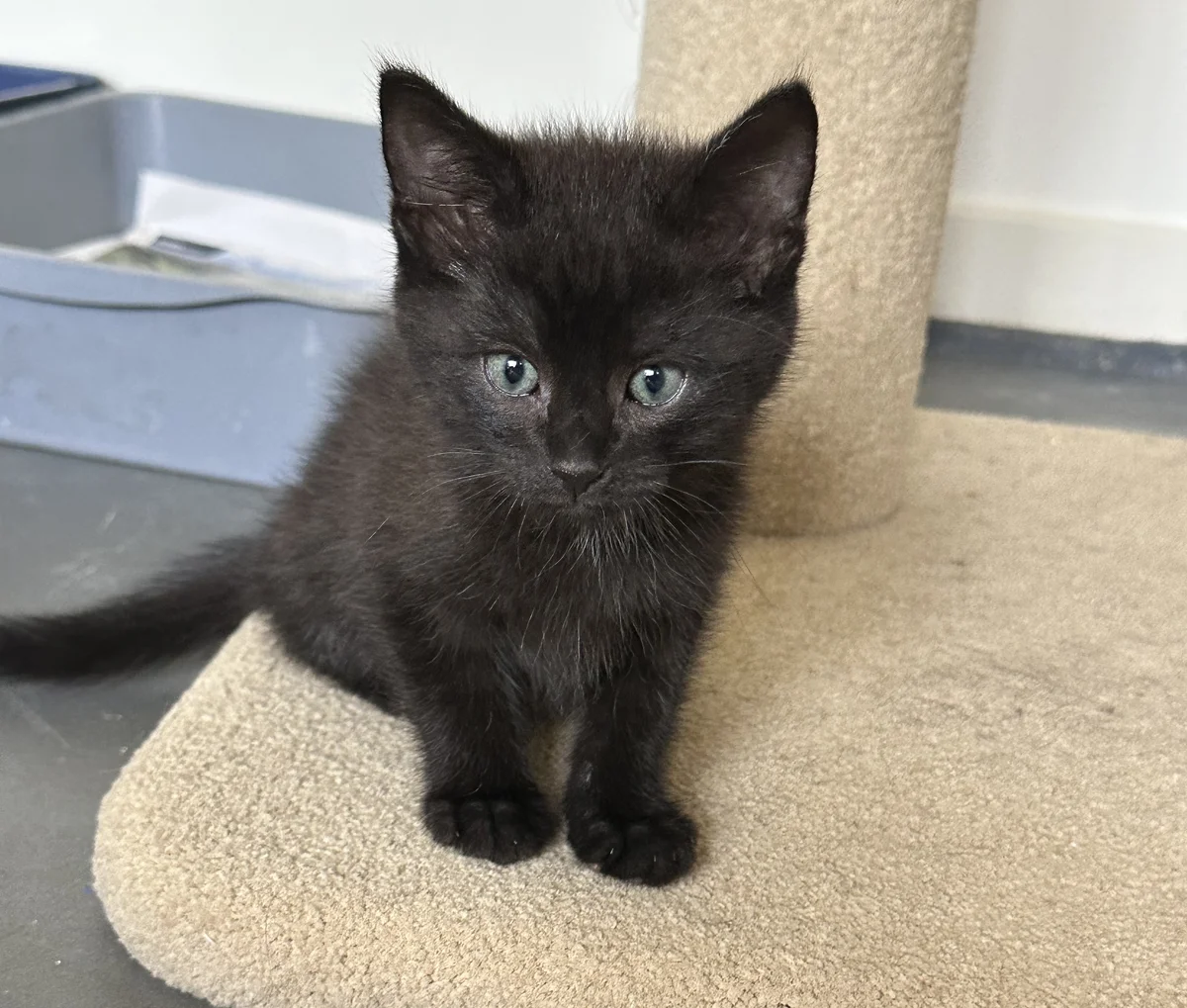 Gallery image: Hagrid