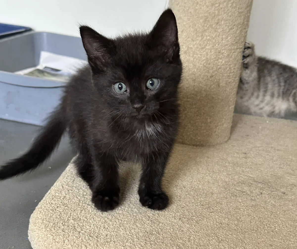 Gallery image: Hagrid