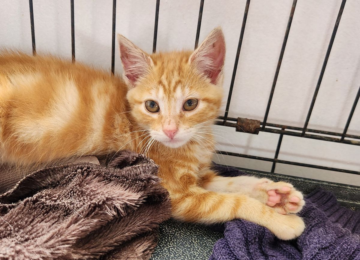 Gallery image: Krumpet