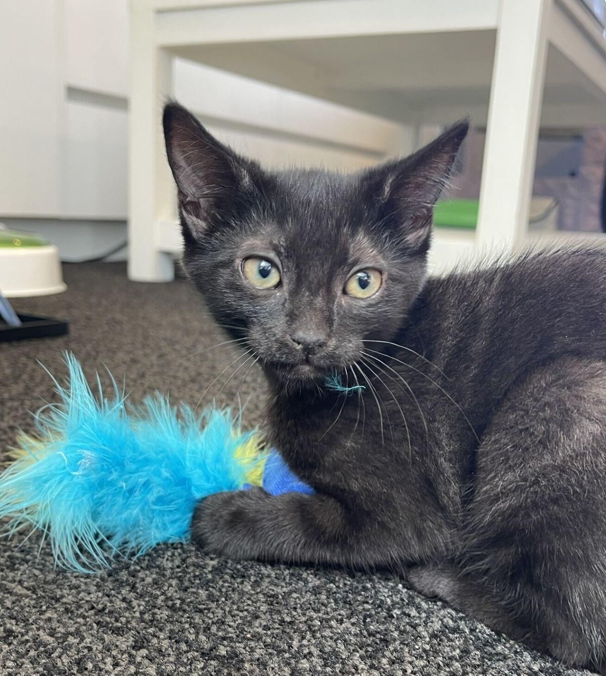 Gallery image: Smore