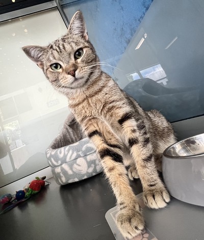 Booper - Domestic Short Hair