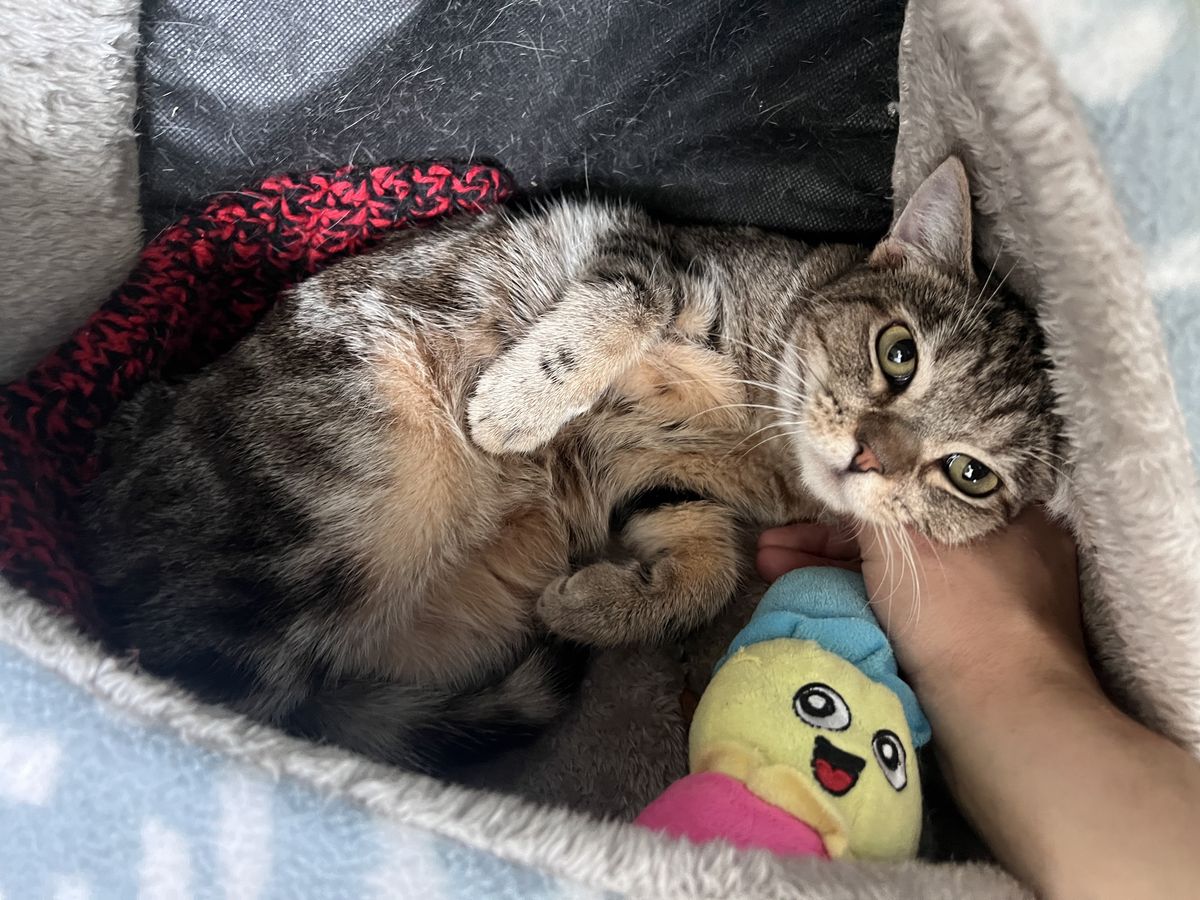 Gallery image: Booper