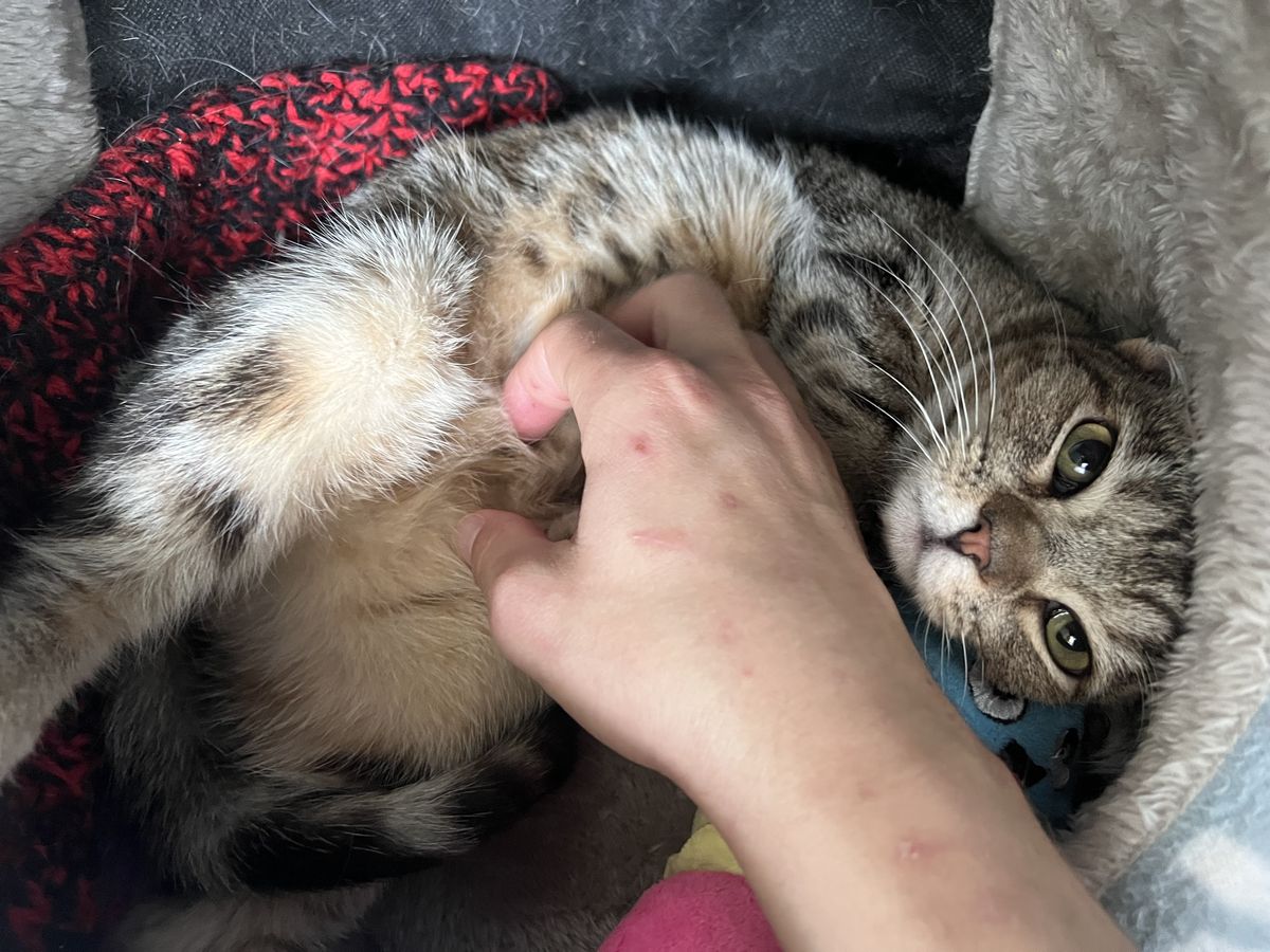 Gallery image: Booper