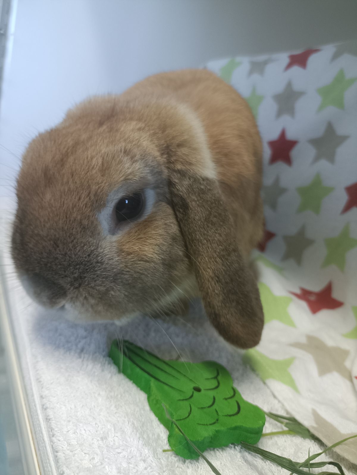 Gallery image: Biscoff