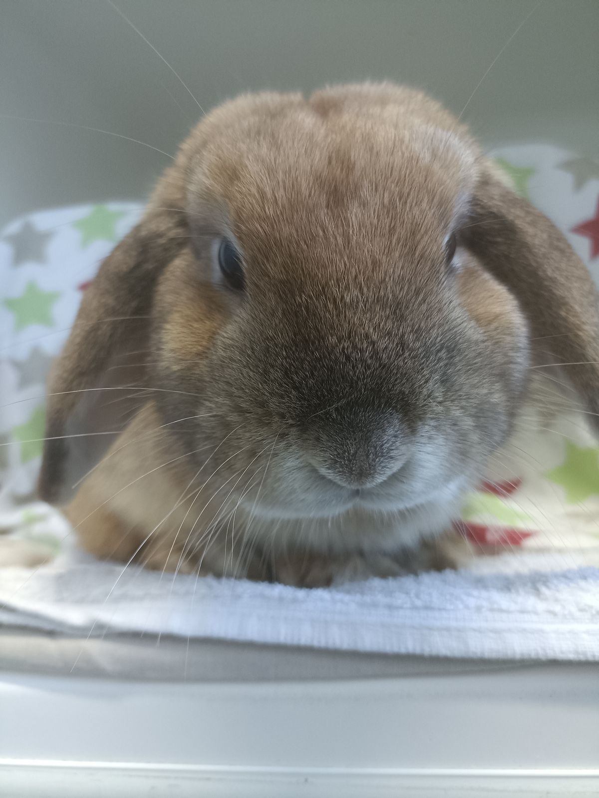 Gallery image: Biscoff