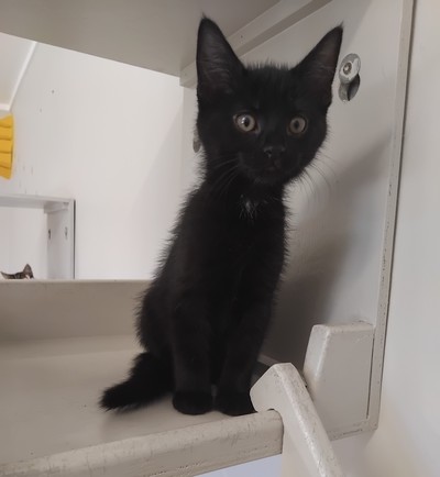 Buggs - Domestic Short Hair