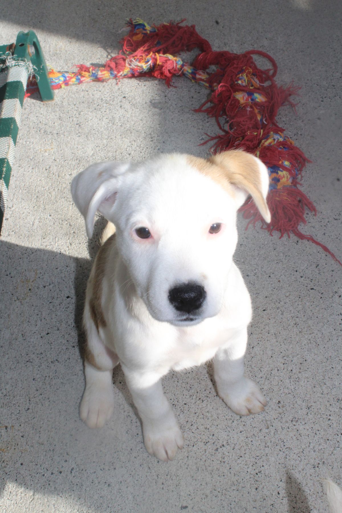 Gallery image: Artemis