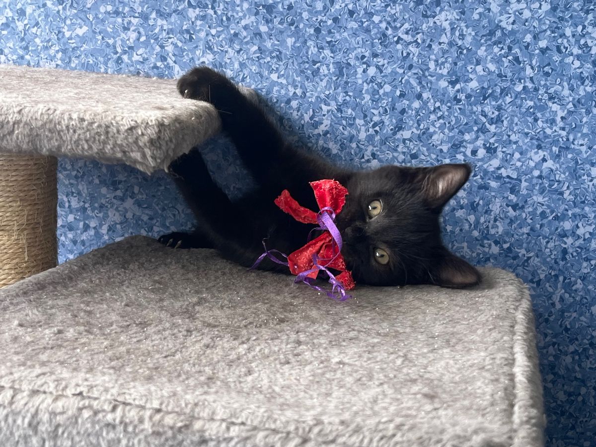 Gallery image: Totara