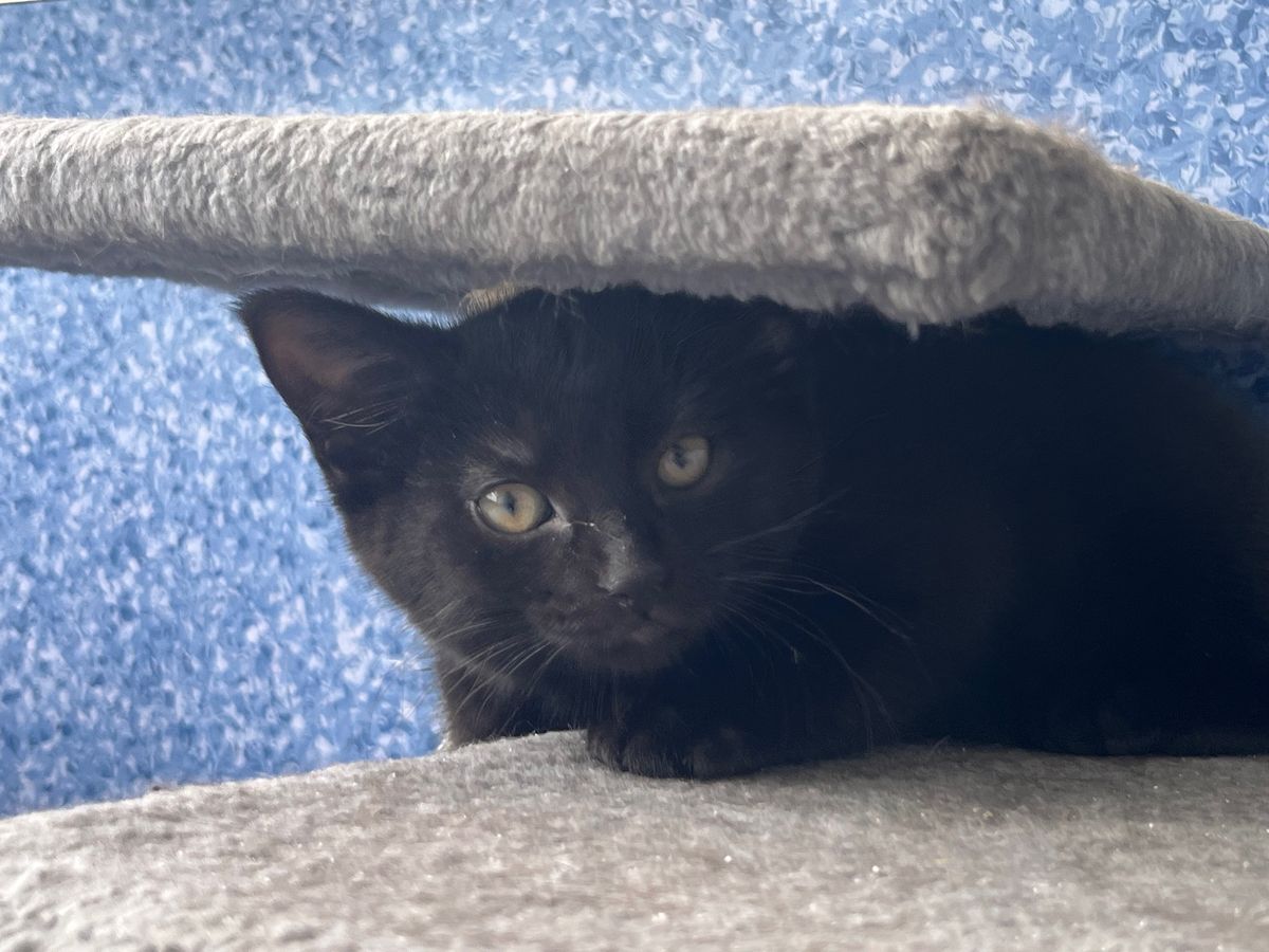 Gallery image: Totara