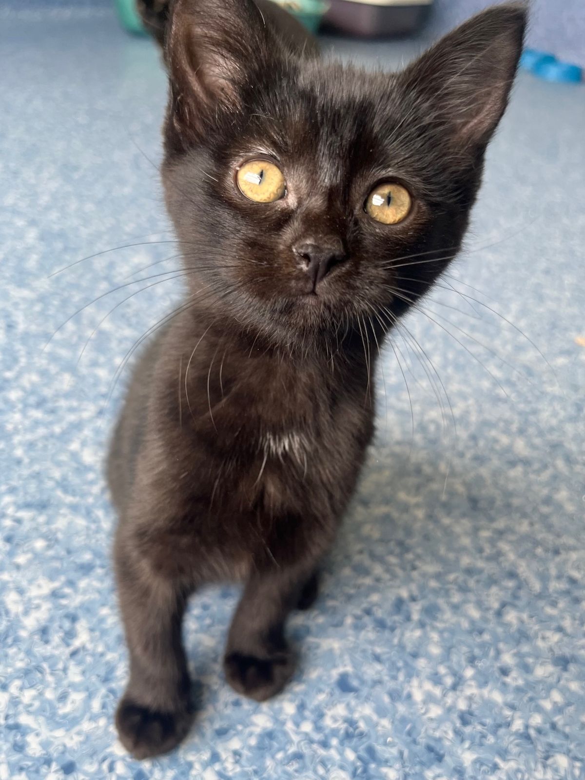 Gallery image: Kauri