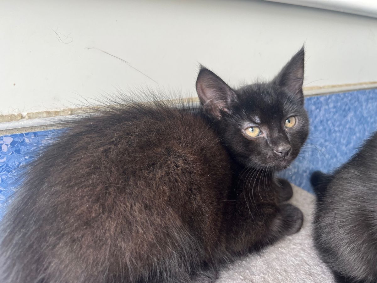 Gallery image: Nikau