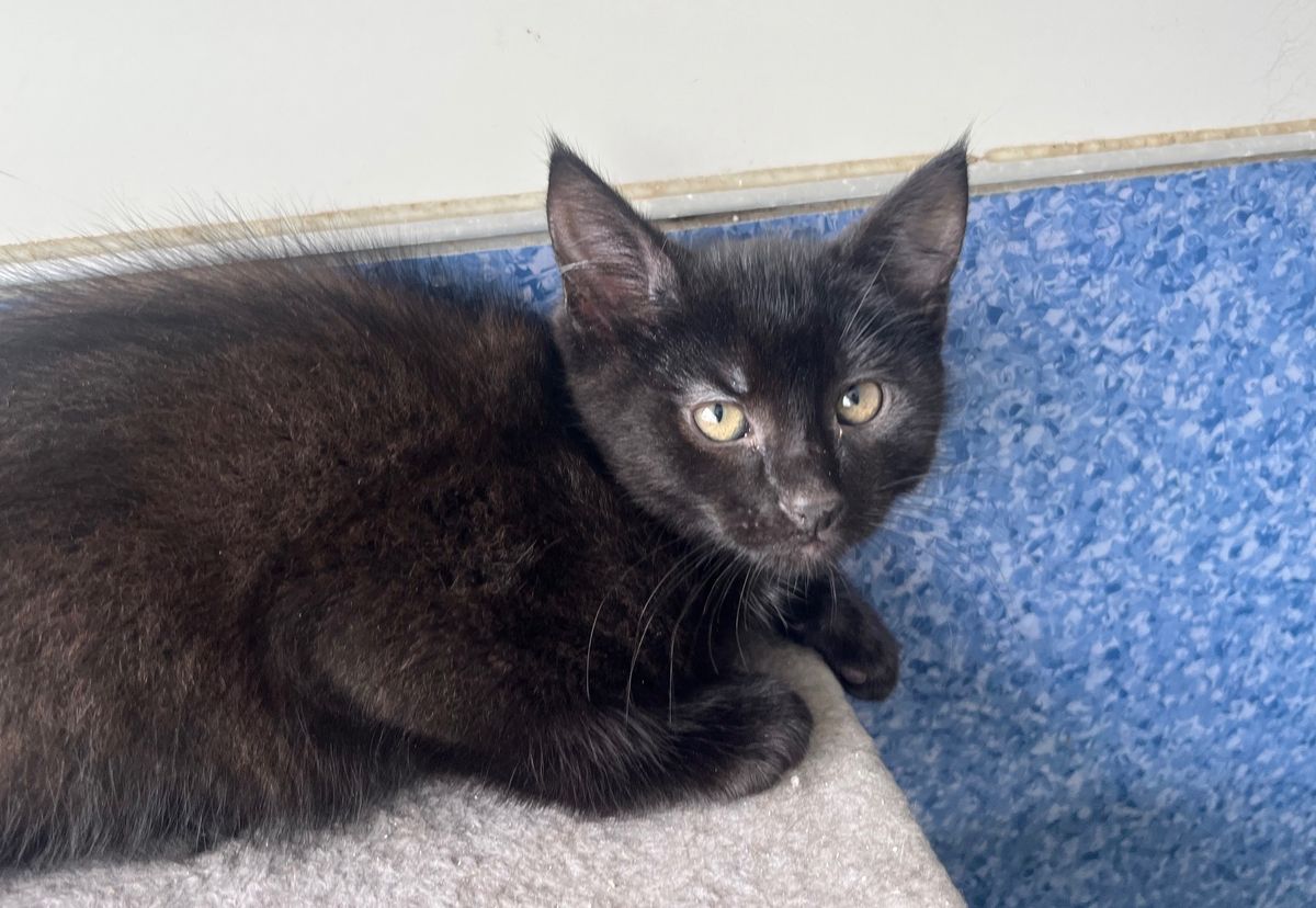 Gallery image: Nikau