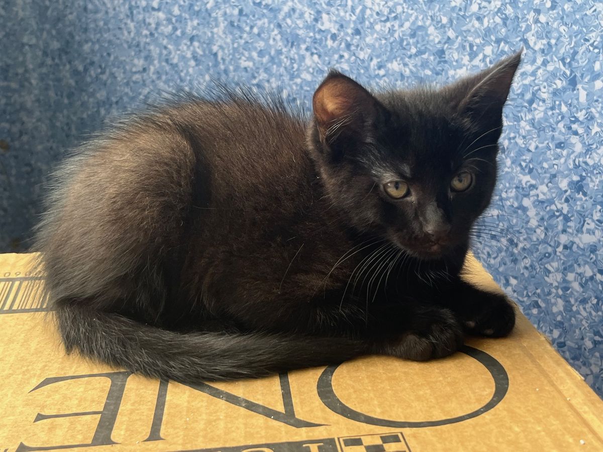 Gallery image: Nikau