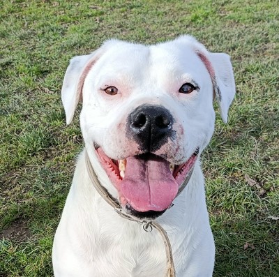 Ajax - American Bulldog