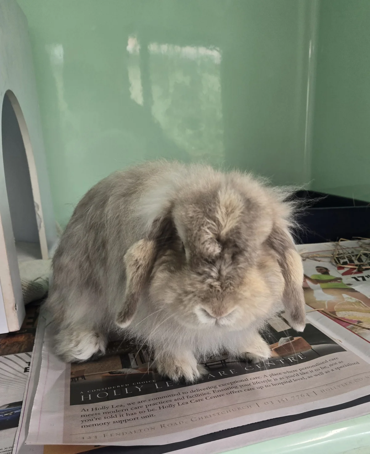 Gallery image: Tulip