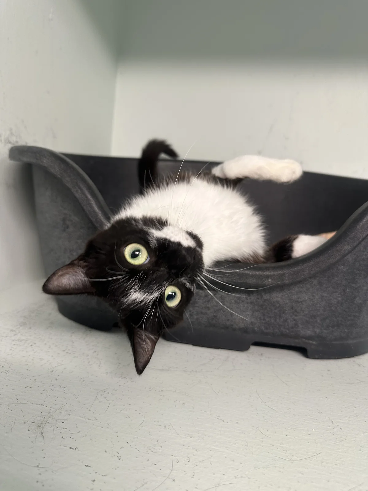 Gallery image: Domino