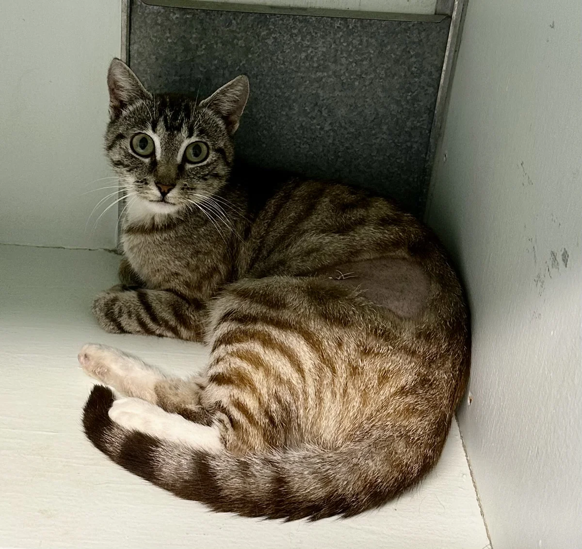 Gallery image: Meredith