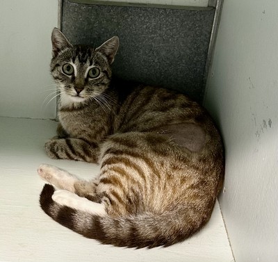 Meredith - Domestic Short Hair