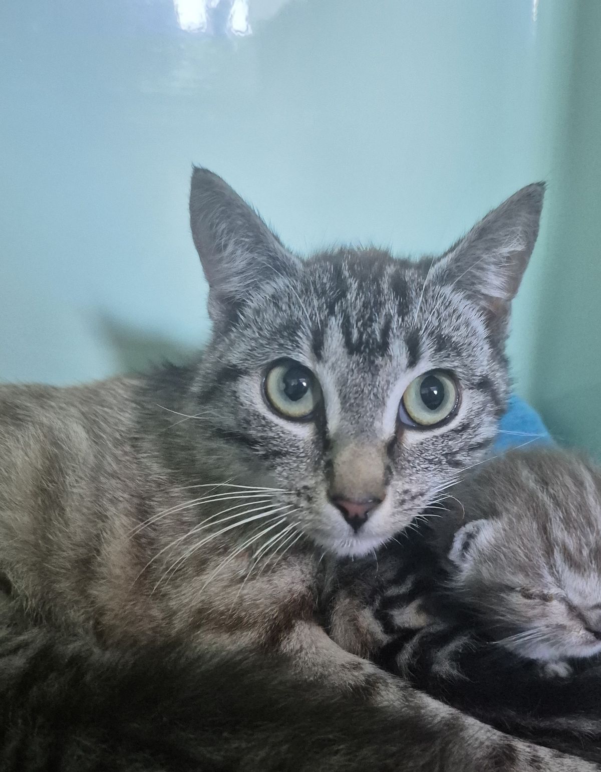 Gallery image: Meredith