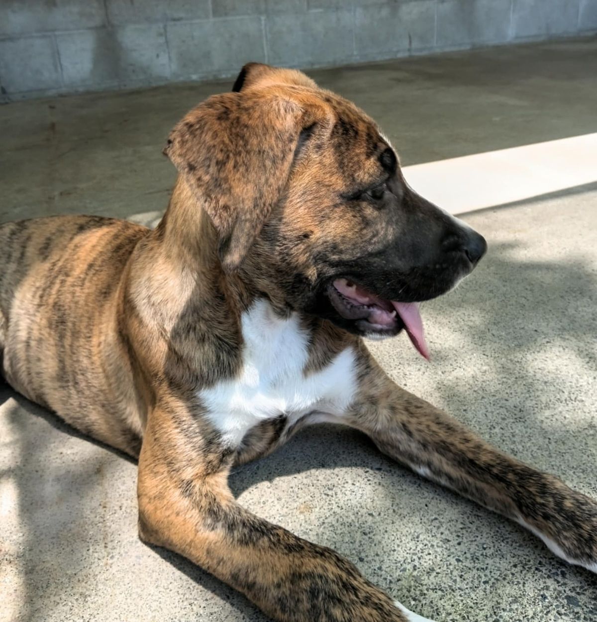 Gallery image: Jingle